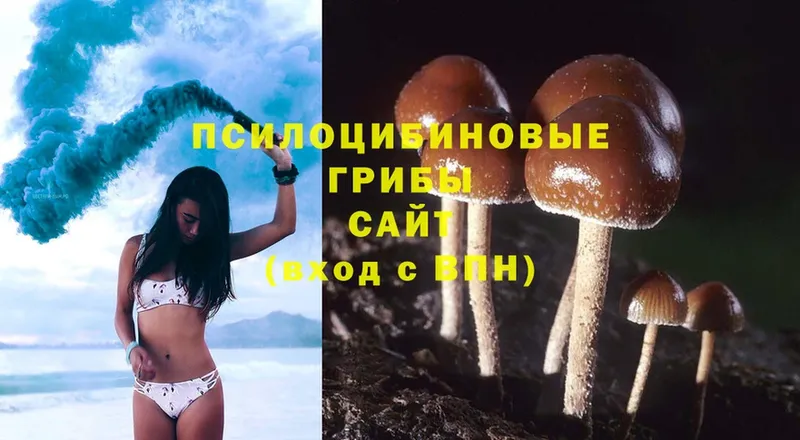 Псилоцибиновые грибы Psilocybe  Ржев 